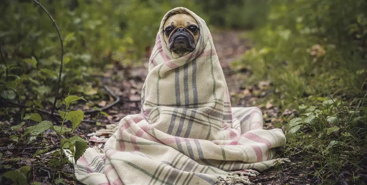 como hacer ropa de perro para el frio - Cómo abrigar bien a mi perro