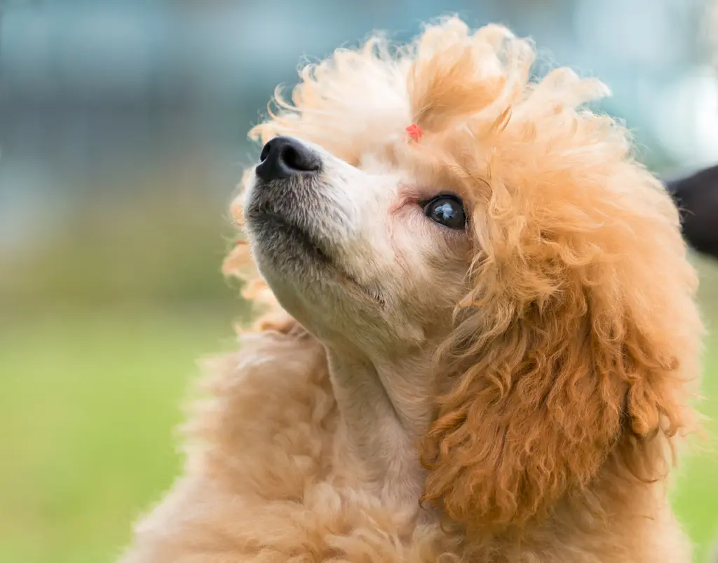 moldes para ropa de perros caniches toy - Cómo crece un caniche toy