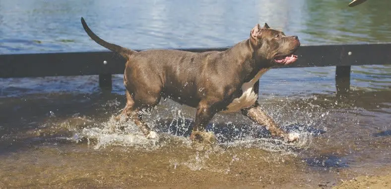 Perros pitbull vestidos: moda canina para esta raza atlética y poderosa - Cómo educar a un perro pitbull para que no sea agresivo perros pitbull vestidos - Cómo educar a un perro pitbull para que no sea agresivo