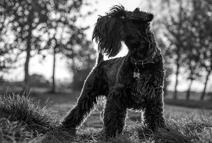 schnauzer vestido - Cómo es el corte de los schnauzer