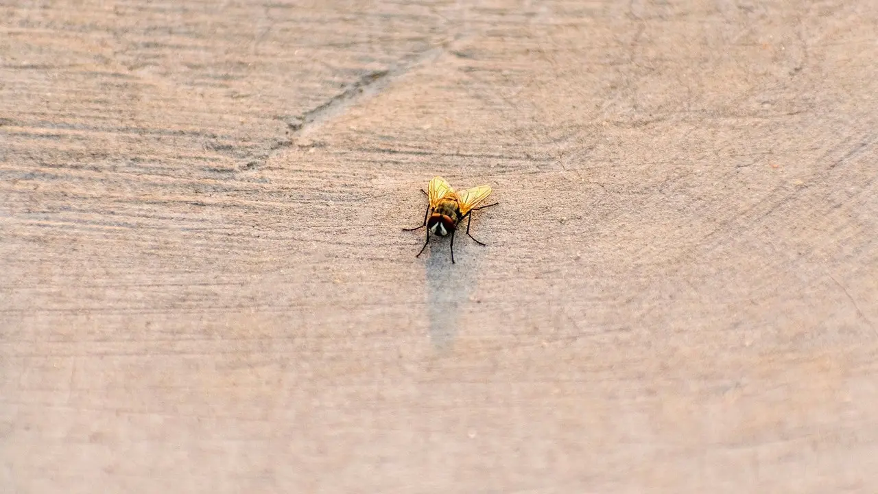 como quitar manchas de mosca en la ropa - Cómo evitar que las moscas manchen la ropa