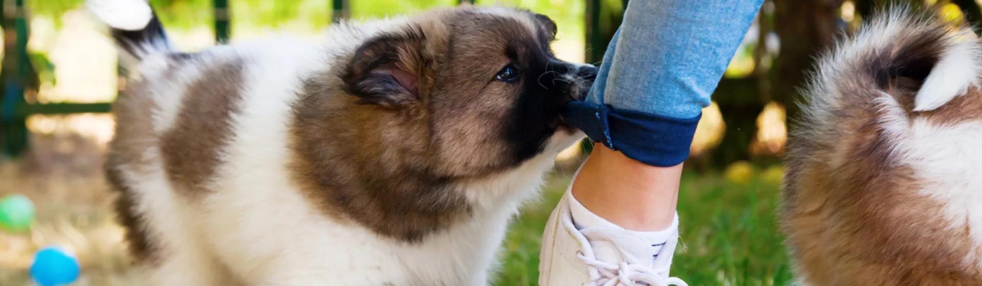 porque los perros muerden los pantalones - Cómo hacer para q mi perro no me rompa la ropa