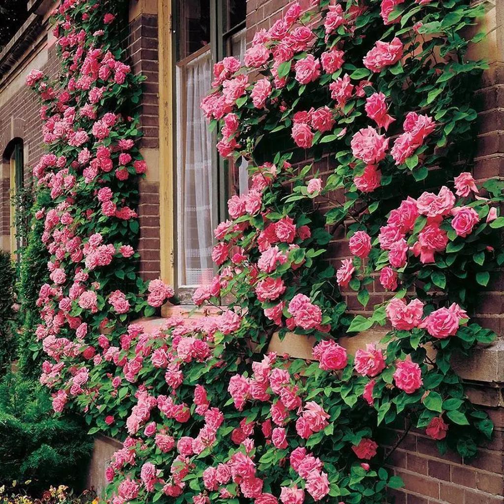 rosales trepadores perfumados - Cómo hacer para que el rosal de muchas rosas