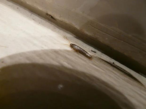 Pececillo de plata ropa: una plaga en el hogar - Cómo me deshago de los pececillos de plata pececillo de plata ropa - Cómo me deshago de los pececillos de plata