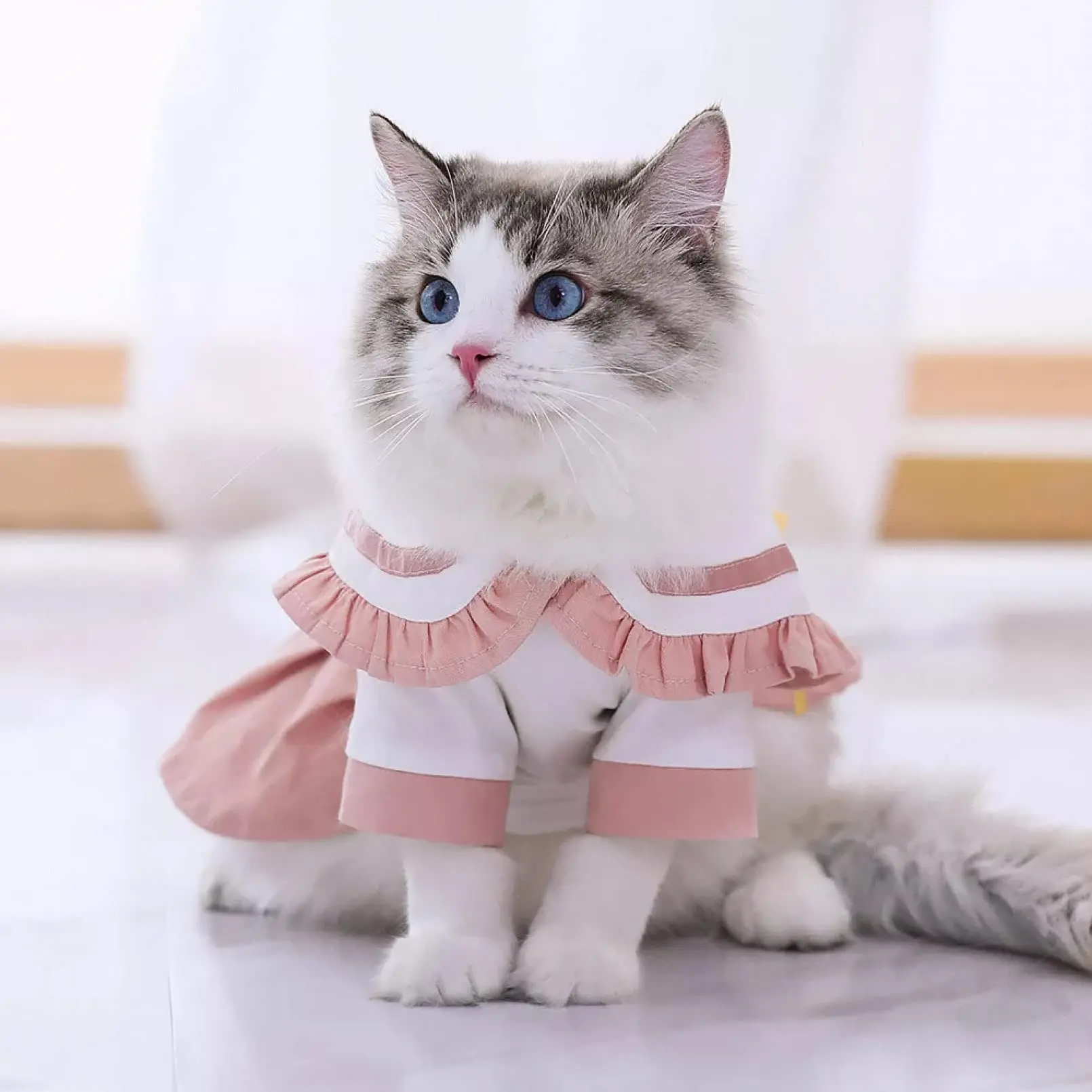 gatos vestidos - Cómo medir ropa para gato