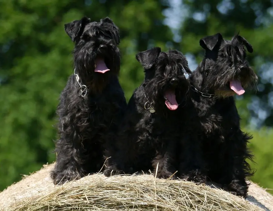 vestidos para perritas schnauzer - Cómo peinar a un perro schnauzer