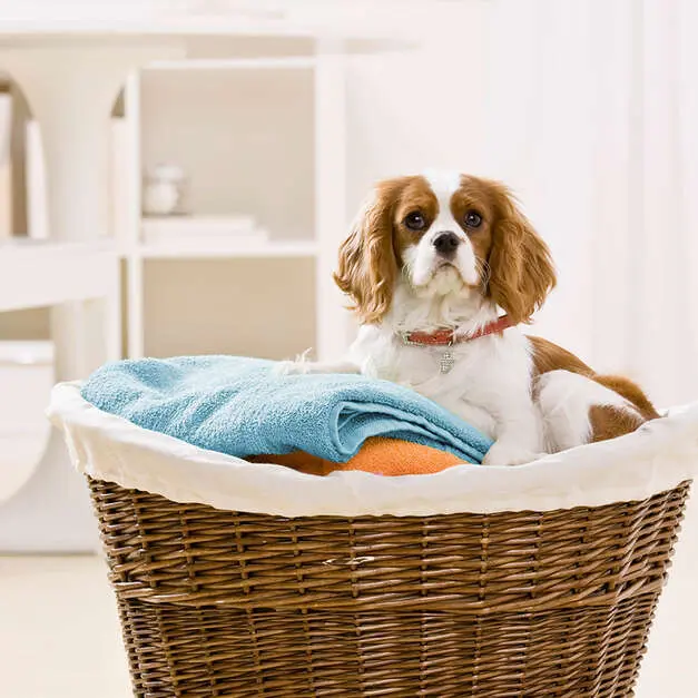 como sacar los pelos de perro de la ropa - Cómo quitar los pelos de perro de la ropa en la secadora