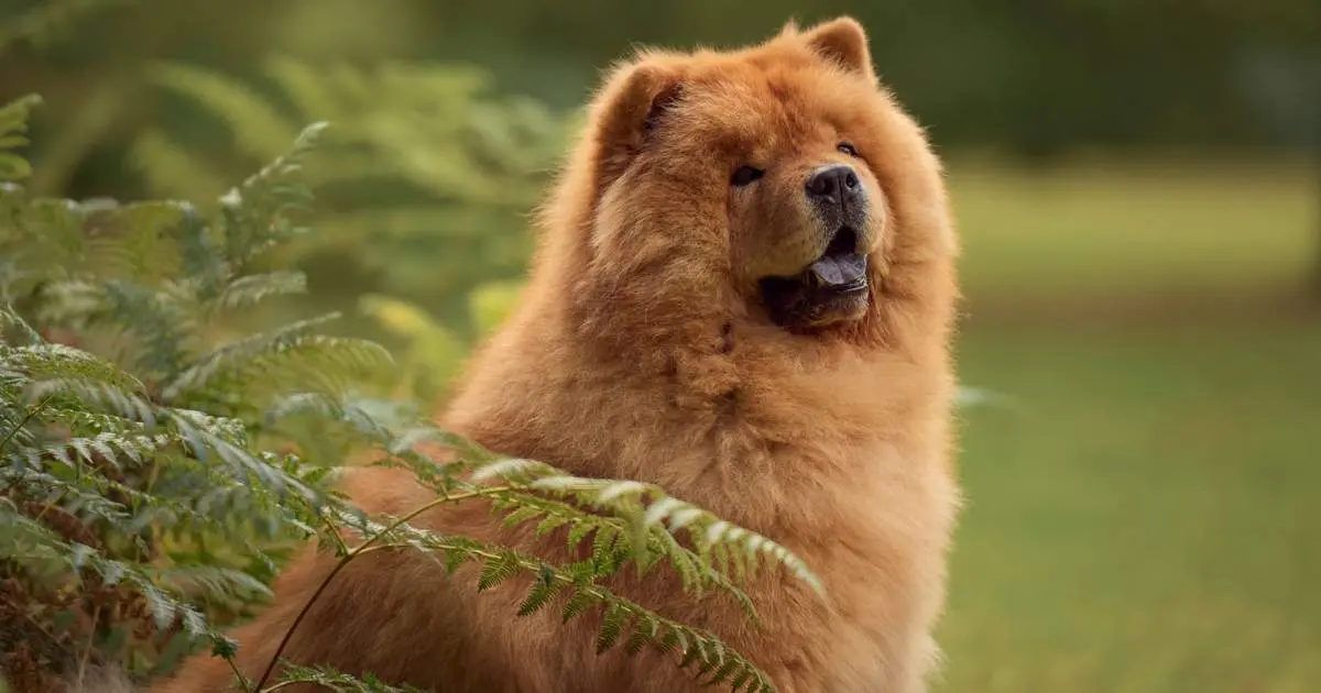 Ropa para perros chow chow: Cómo cuidar y vestir a tu chow chow con estilo - Cómo saber si tu chow chow es original ropa para perros chow chow - Cómo saber si tu chow chow es original