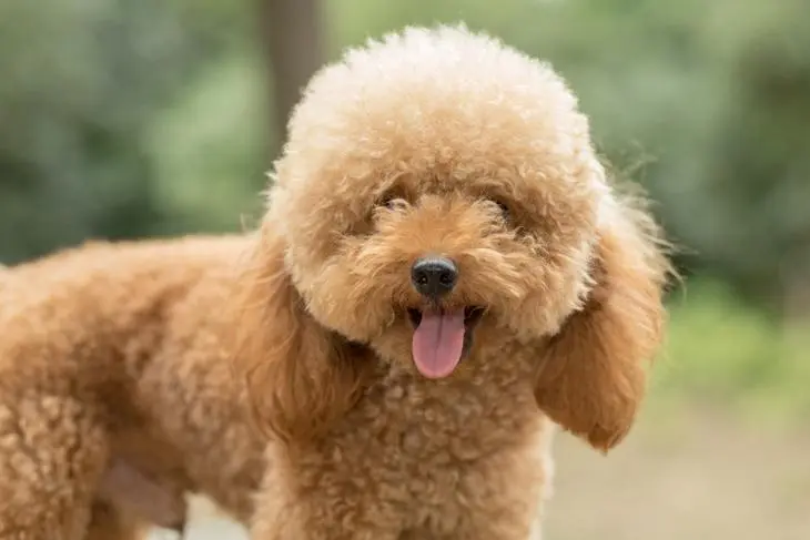 caniche con ropa - Cómo saber si un perro es de raza caniche