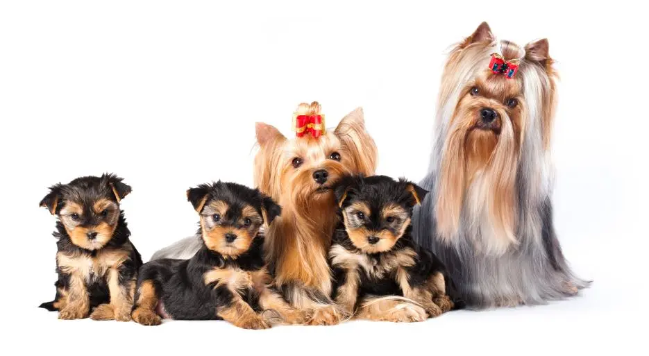 Ropa para Yorkshire Macho: Estilo y Comodidad para tu Mascota - Cómo saber si un perro es de raza pura yorkshire ropa para yorkshire macho - Cómo saber si un perro es de raza pura yorkshire