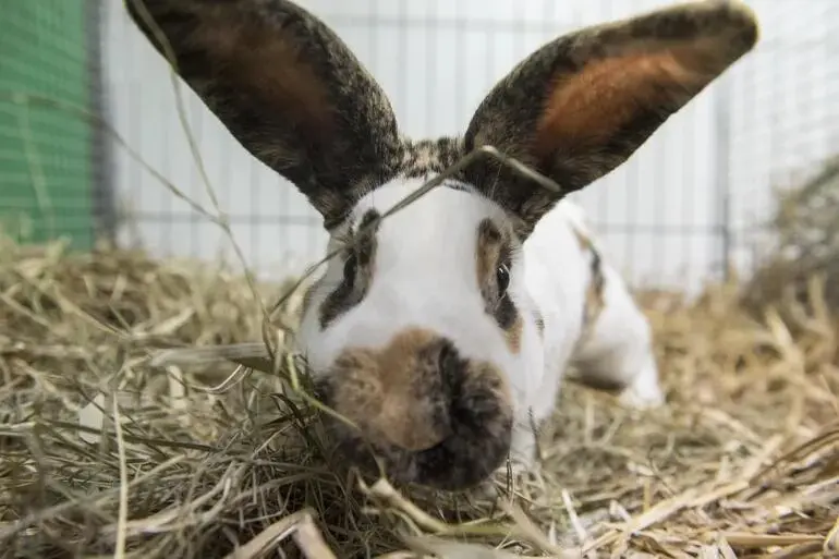 fotos de conejos con ropa - Cómo sacar fotos a un conejo