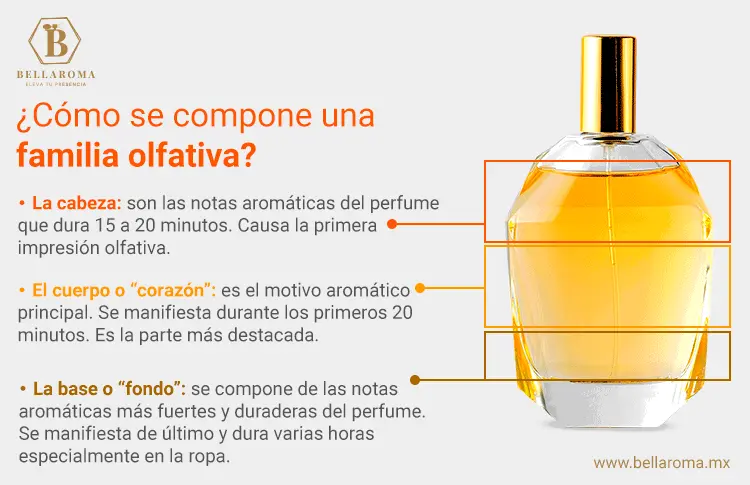 familia olfativa de perfumes - Cómo se clasifican los olores