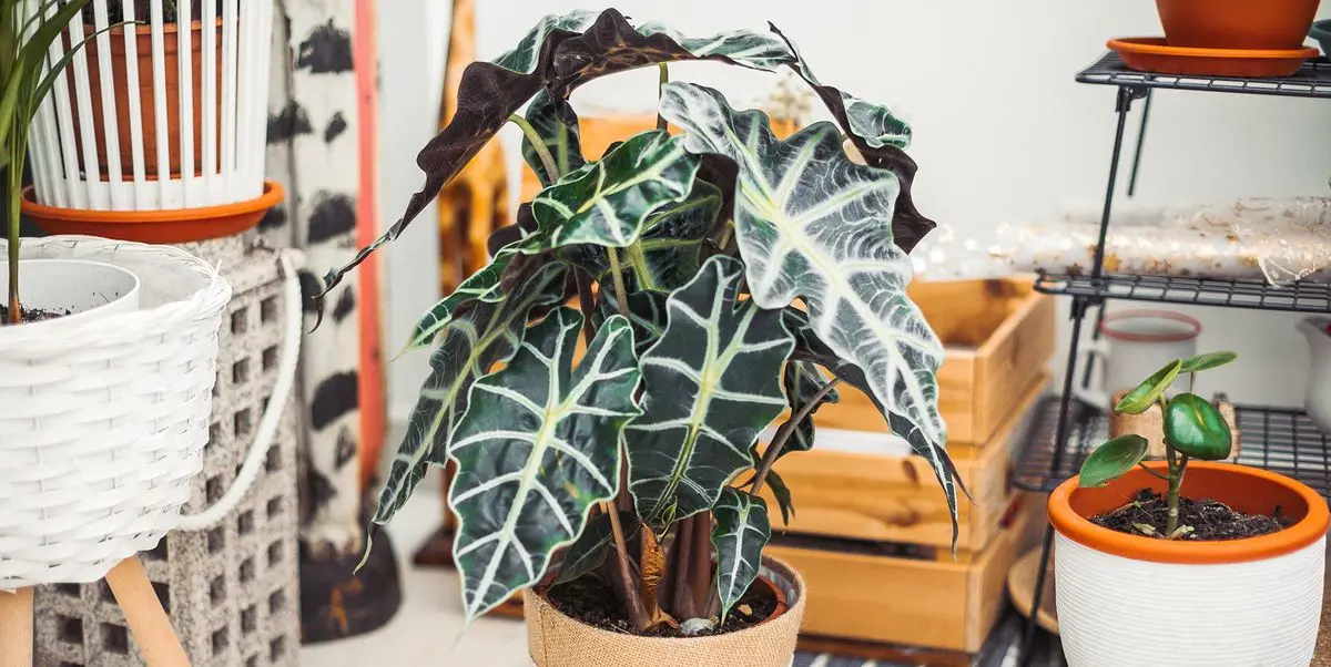 alocasia ropa - Cómo se cuida la planta Alocasia