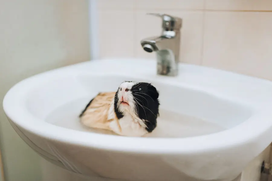 Cómo hacer ropa para cuyos - Cómo se debe bañar a un cuyo hacer ropa para cuyos - Cómo se debe bañar a un cuyo