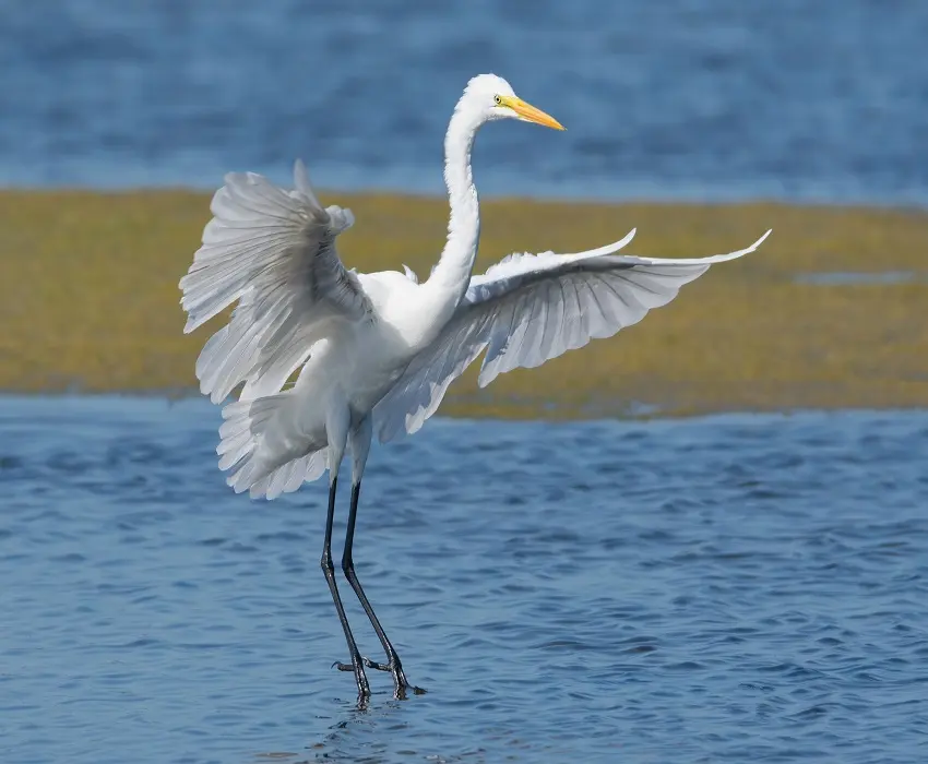 vestida de garza blanca - Cómo se desplazan las garzas