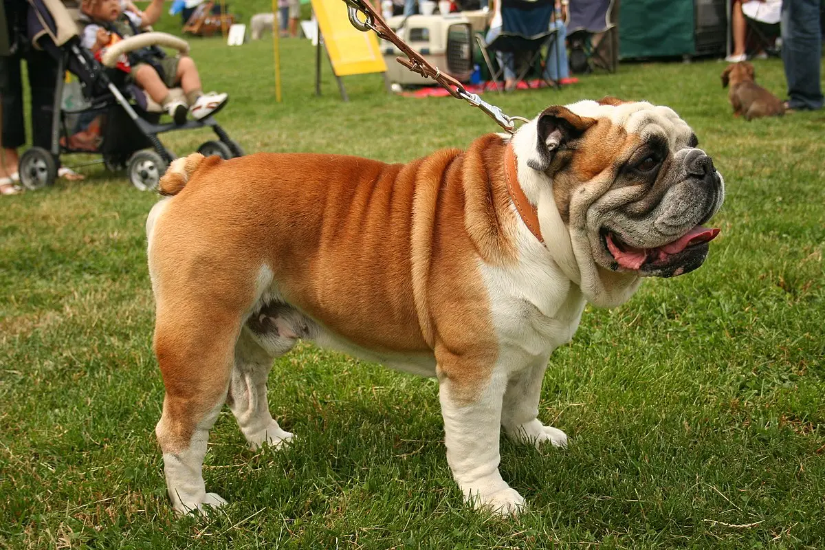 vestido bulldog - Cómo se hizo el bulldog