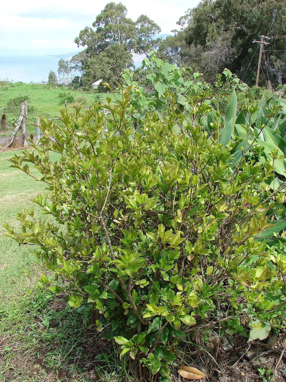 el jazmin paraguayo tiene perfume - Cómo se llama el jazmín paraguayo