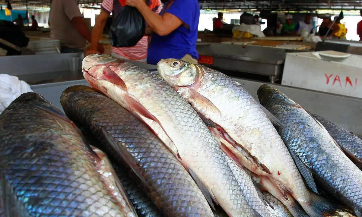 pez pollera - Cómo se llama el pescado parecido al bocachico