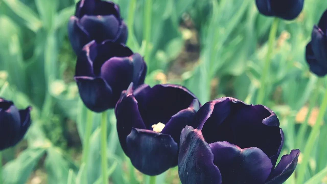 vestido blanco con flores negras - Cómo se llama la flor de color negro