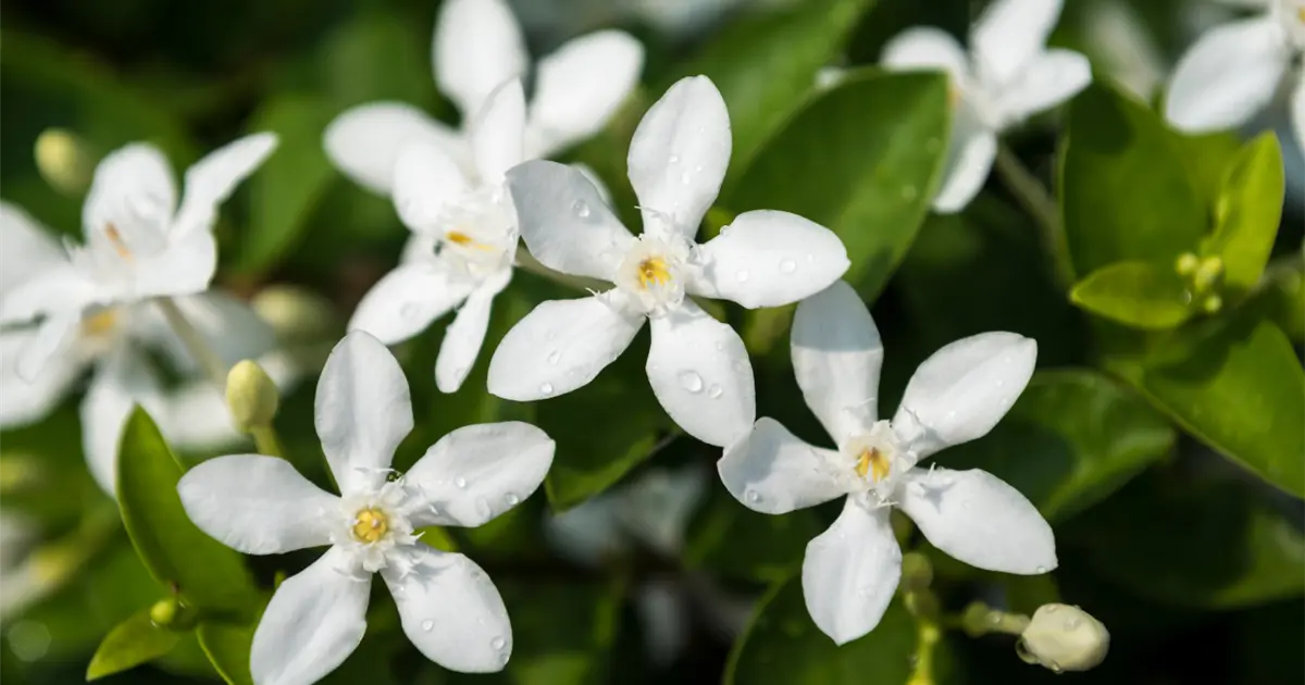 perfume con tapa de flor - Cómo se llama la flor que huele