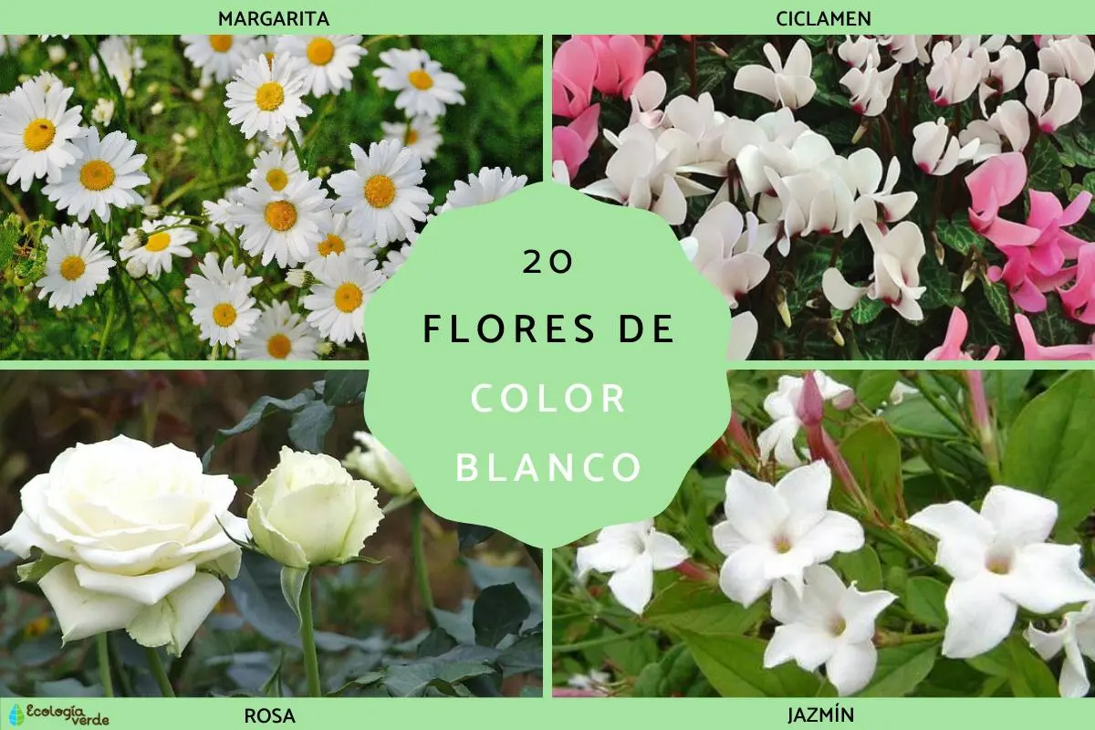 flor blanca perfumada - Cómo se llama una flor blanca