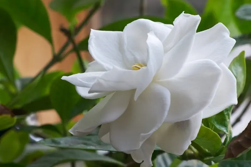 flores perfumadas - Cómo se llaman las flores aromáticas