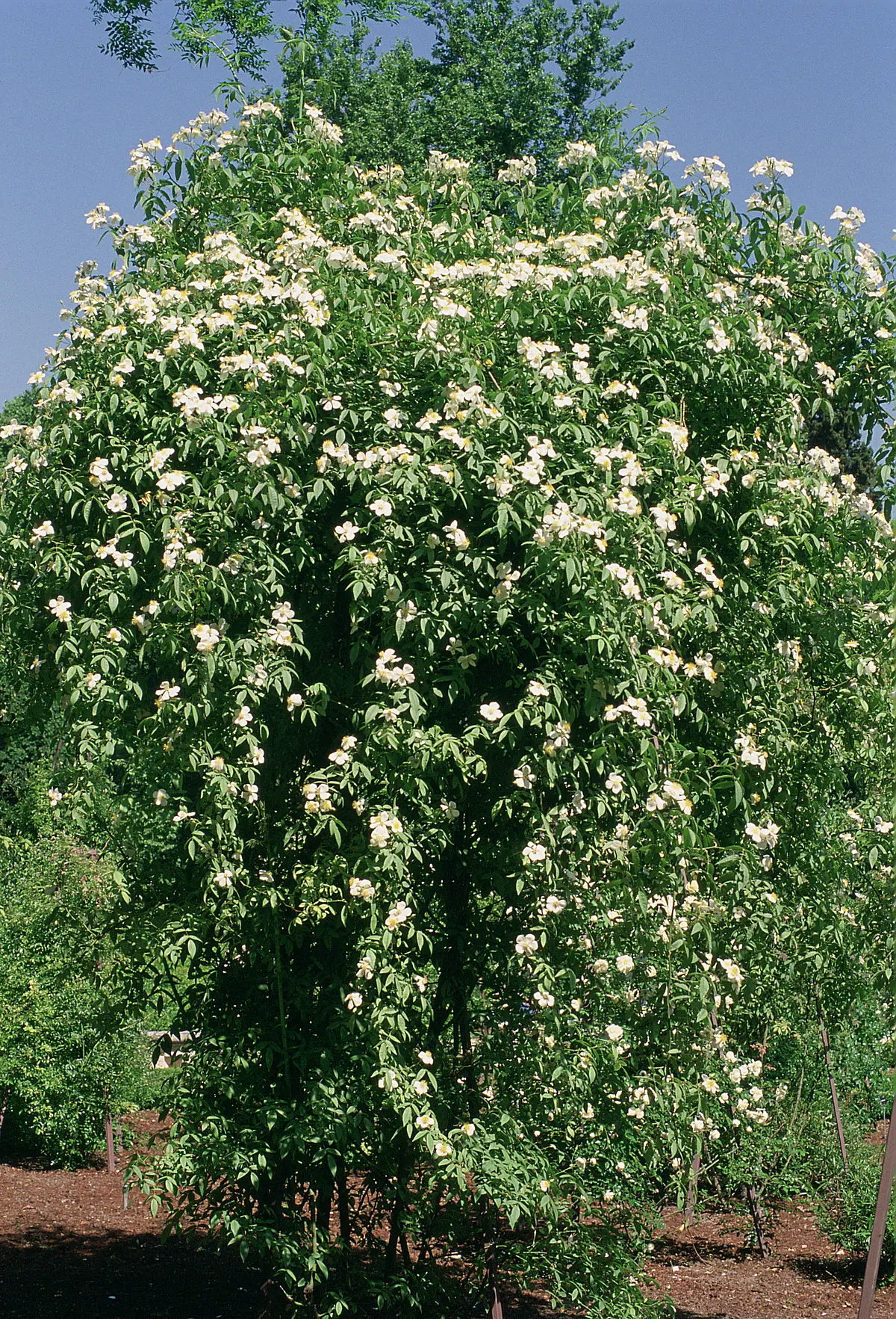 rosas trepadoras perfumadas - Cómo se llaman las rosas enredaderas