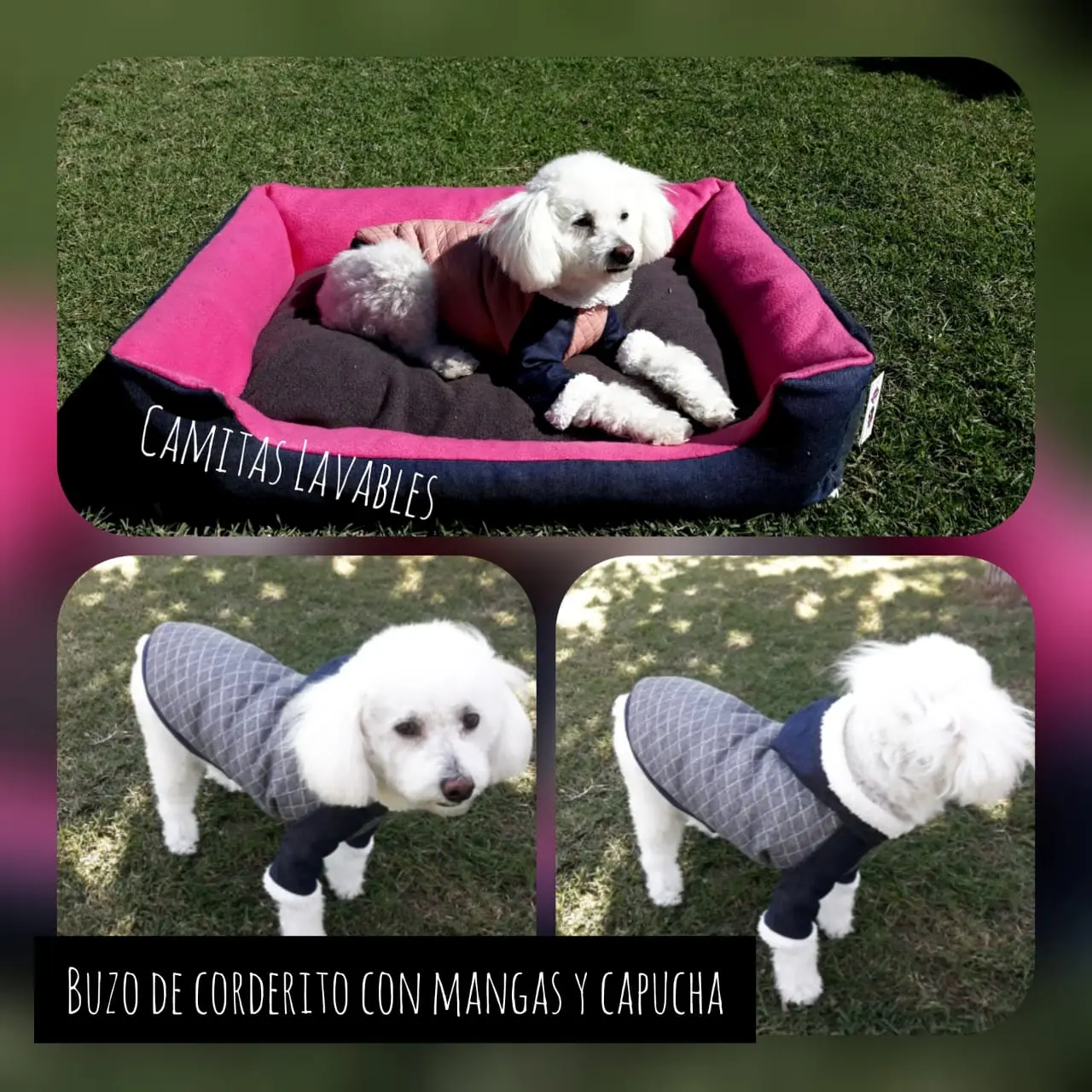 ropa para perros mendoza - Cómo se puede llevar un perro