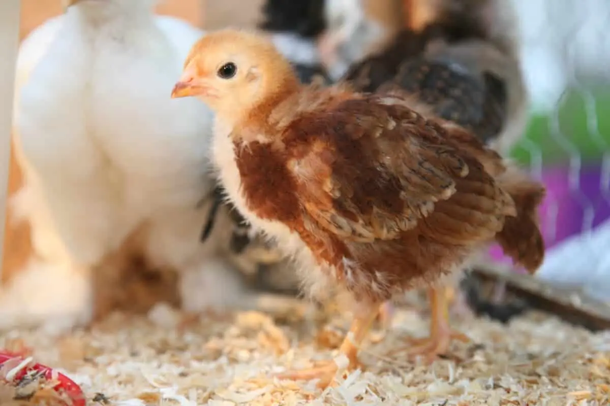 gallinas con ropa - Cómo se sabe si es pollo o gallina