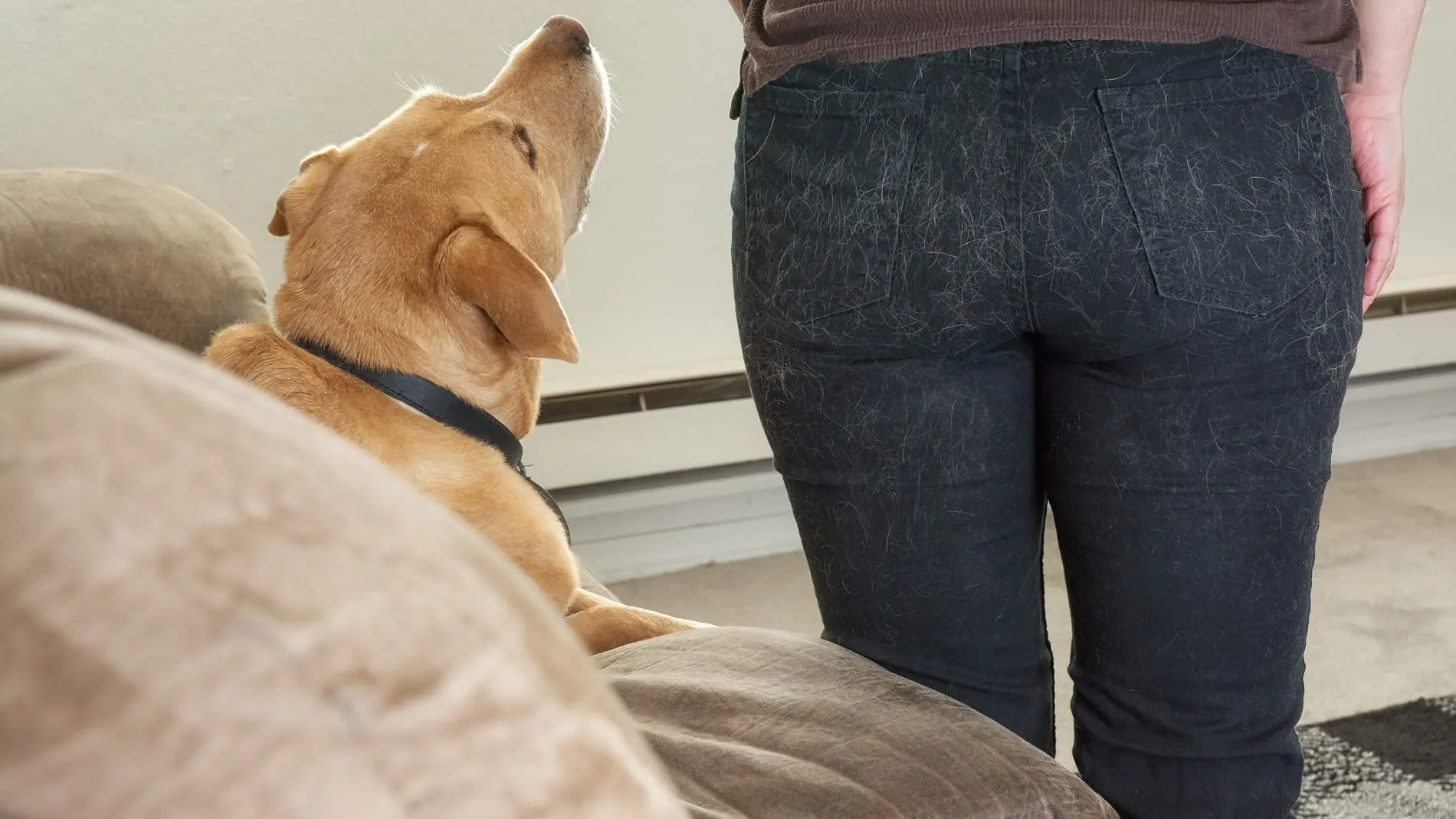 pelos de perro en la ropa - Cómo se saca el pelo de perro de la ropa