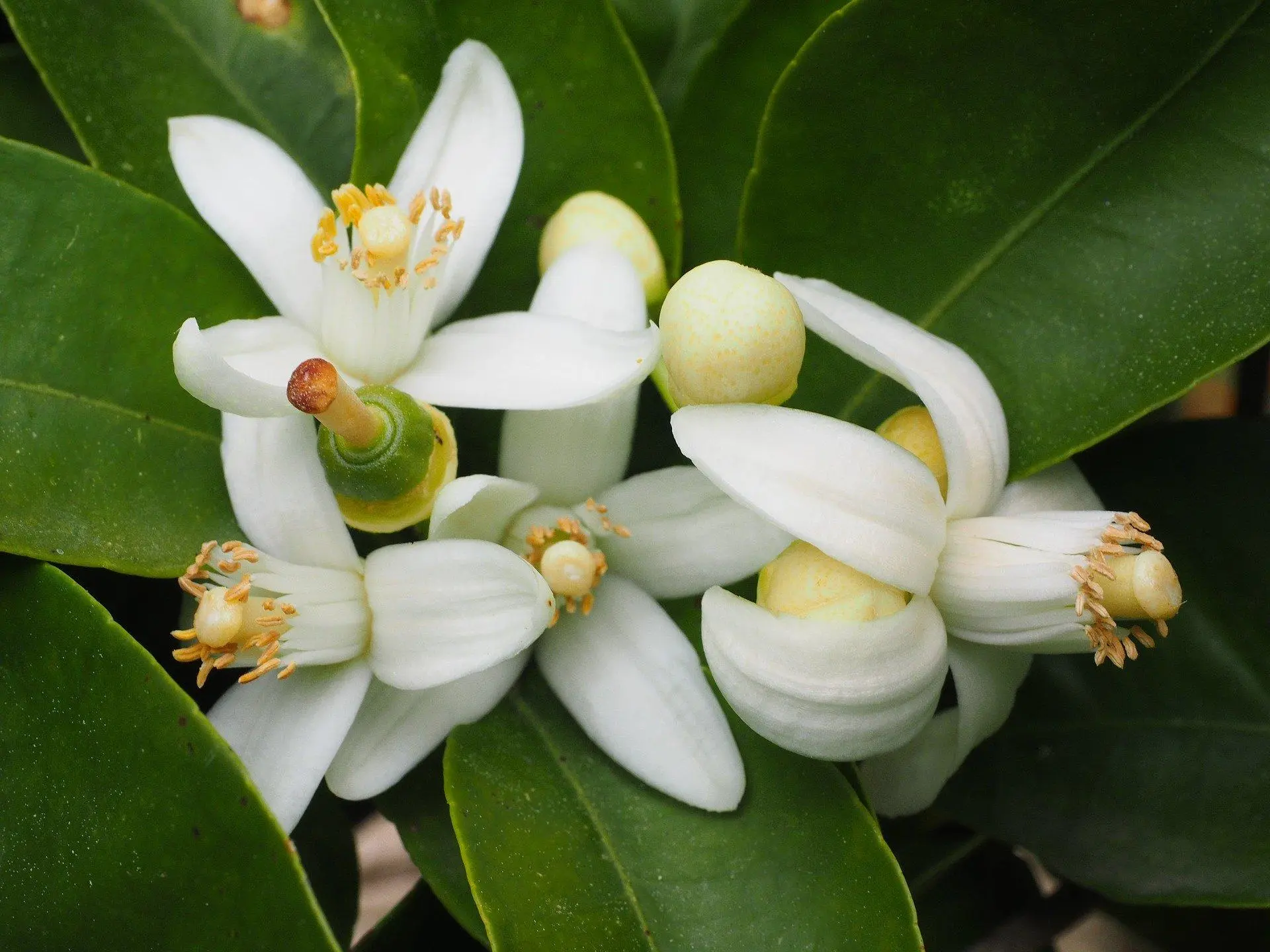 Agua de Azahar: El Perfume de la Naturaleza - Cómo se usan las gotas de azahar agua de azahar perfume - Cómo se usan las gotas de azahar