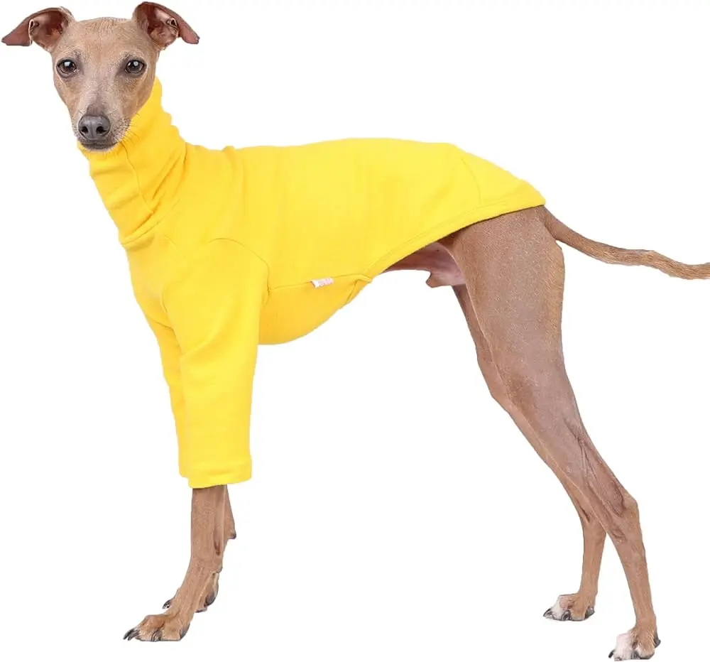 Ropa para galgos: estilo y protección para nuestros amigos de cuatro patas - Cómo son los galgos con sus dueños ropa para galgos - Cómo son los galgos con sus dueños