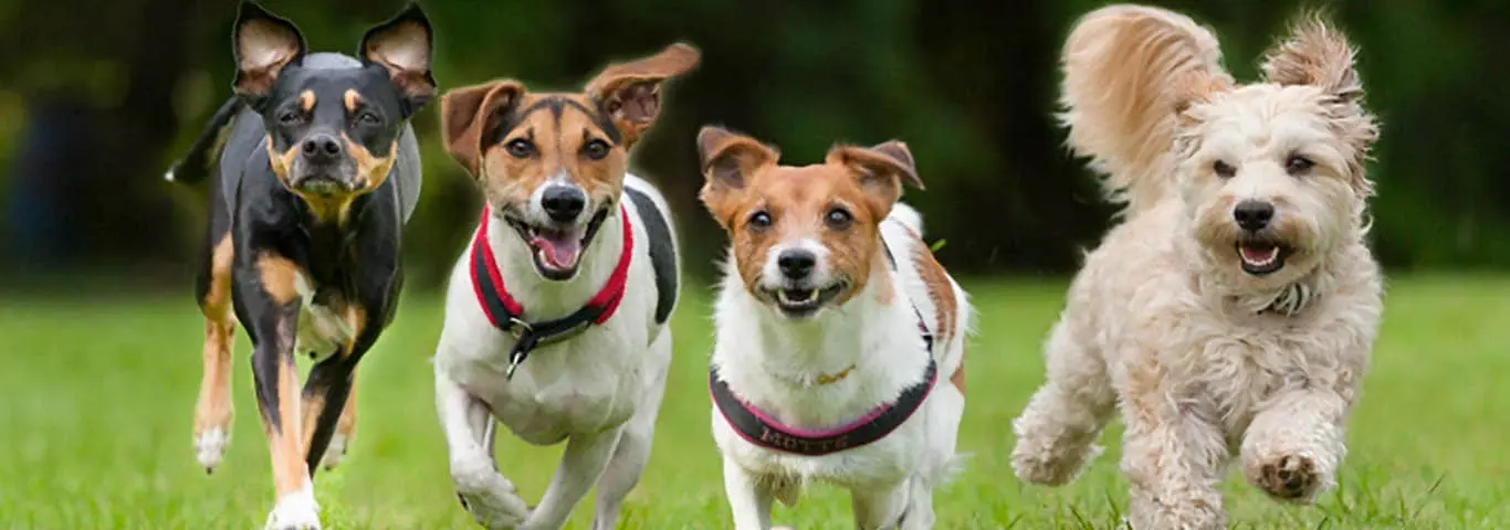 ropa para perros salchichas moldes - Cuál es el peso ideal de un perro salchicha