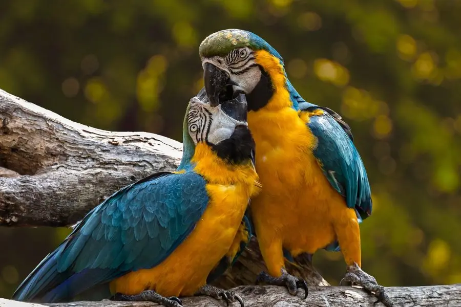 ropa para loros - Cuál es el promedio de vida de un loro