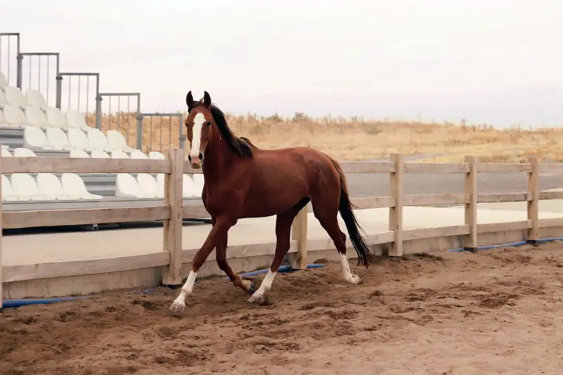 pura sangre ropa - Cuál es la diferencia entre un caballo pura sangre