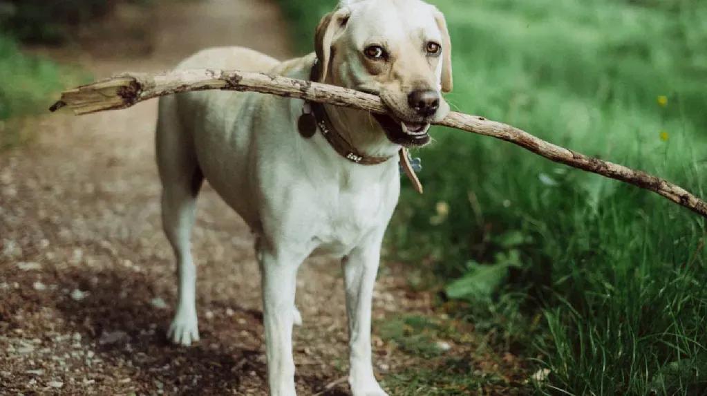 camisas para perro - Cuáles son los perros más vendidos en Argentina