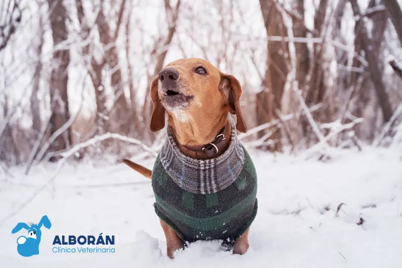 ropa para perros reciclada - Cuándo hay que poner abrigo a los perros