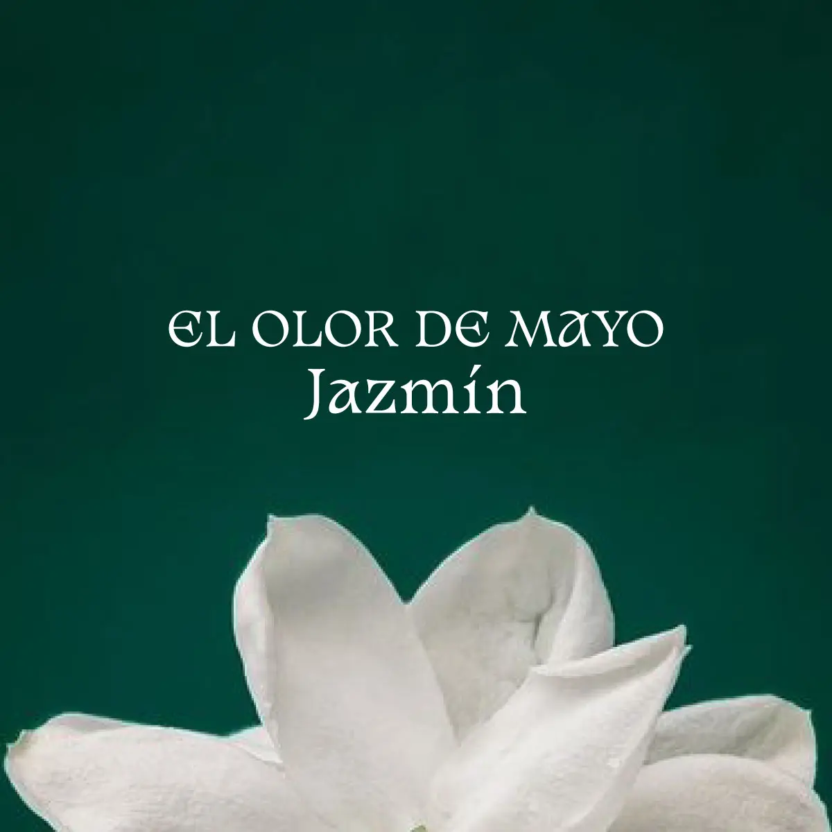 perfumes con notas de jazmin - Cuándo huelen los jazmines