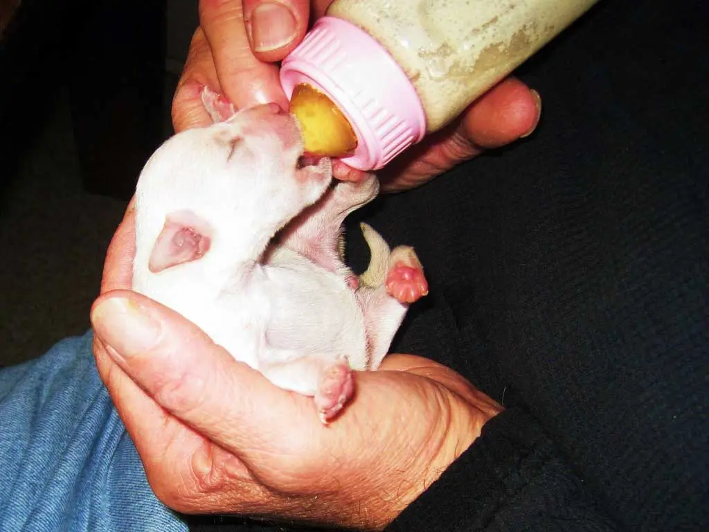 ropa para cachorros de 1 mes - Cuándo se le empieza a dar agua a un cachorro