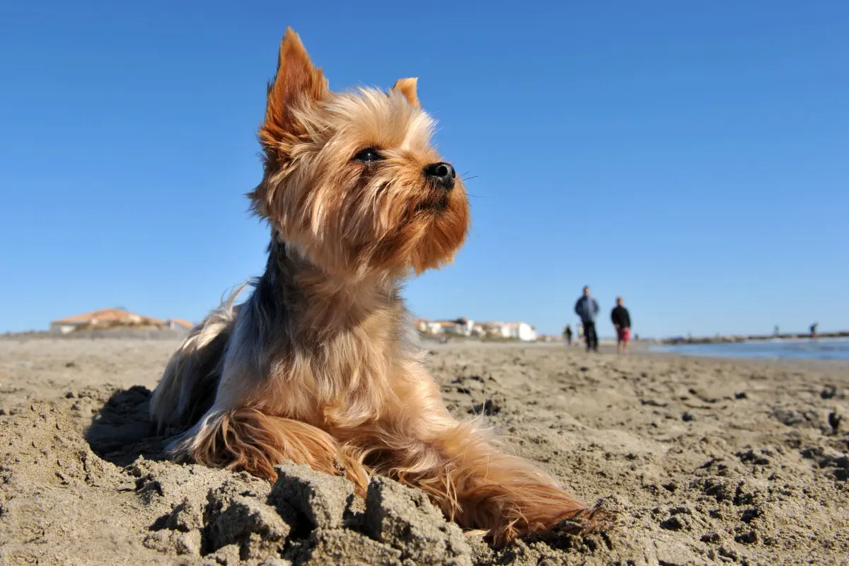 Ropa para Yorkshire Macho: Estilo y Comodidad para tu Mascota - Cuando un perro yorkshire es adulto ropa para yorkshire macho - Cuando un perro yorkshire es adulto