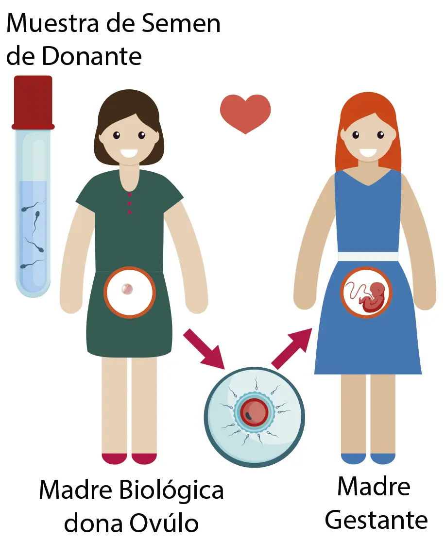 metodo ropa fertilidad - Cuánto cuesta hacer el método ROPA