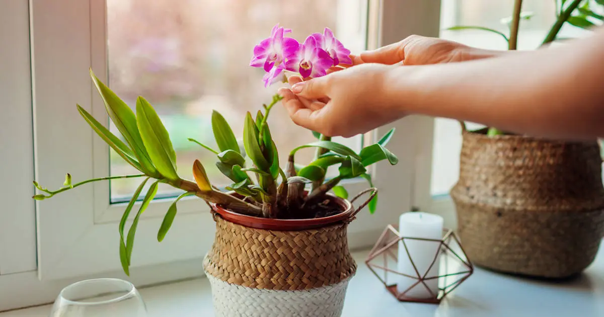 La maravillosa orquídea perfumada - Cuánto duran las orquídeas en casa orquidea perfumada - Cuánto duran las orquídeas en casa
