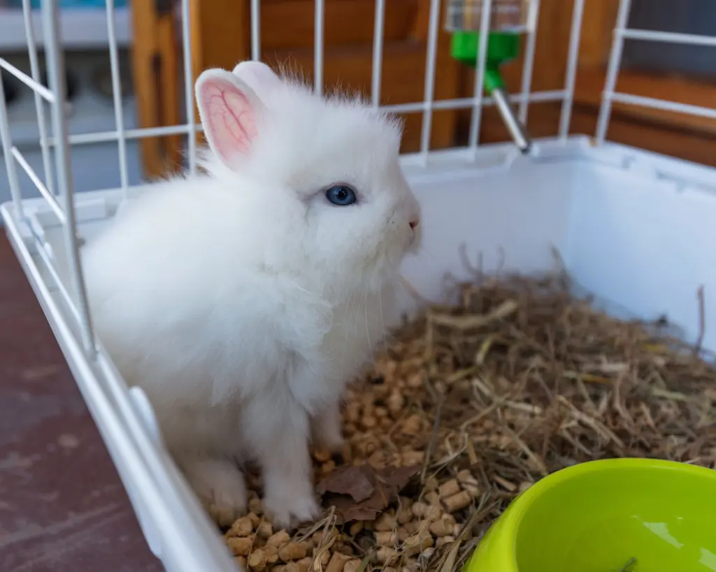 ropa para conejos enanos - Cuánto espacio necesita un conejo enano