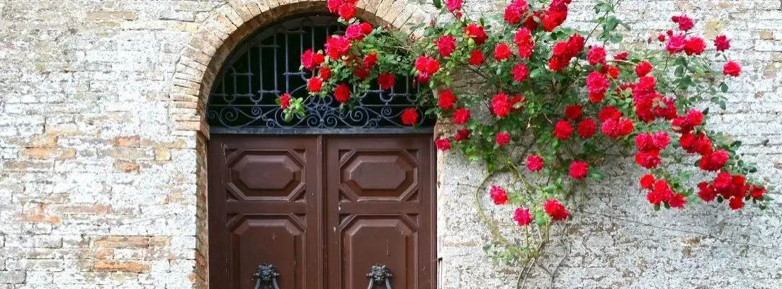 rosas trepadoras perfumadas - Cuánto tarda en florecer un rosal trepador