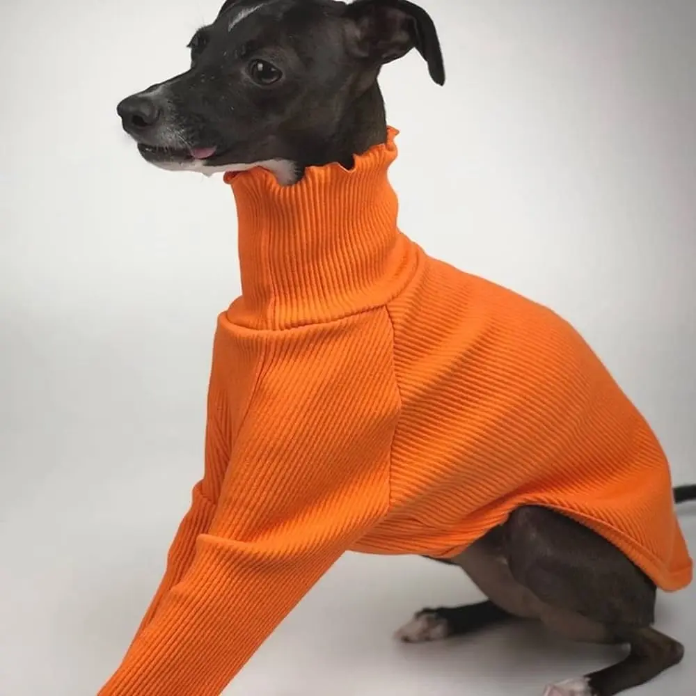 Ropa para galgos: estilo y protección para nuestros amigos de cuatro patas - Cuántos años puede vivir un galgo ropa para galgos - Cuántos años puede vivir un galgo