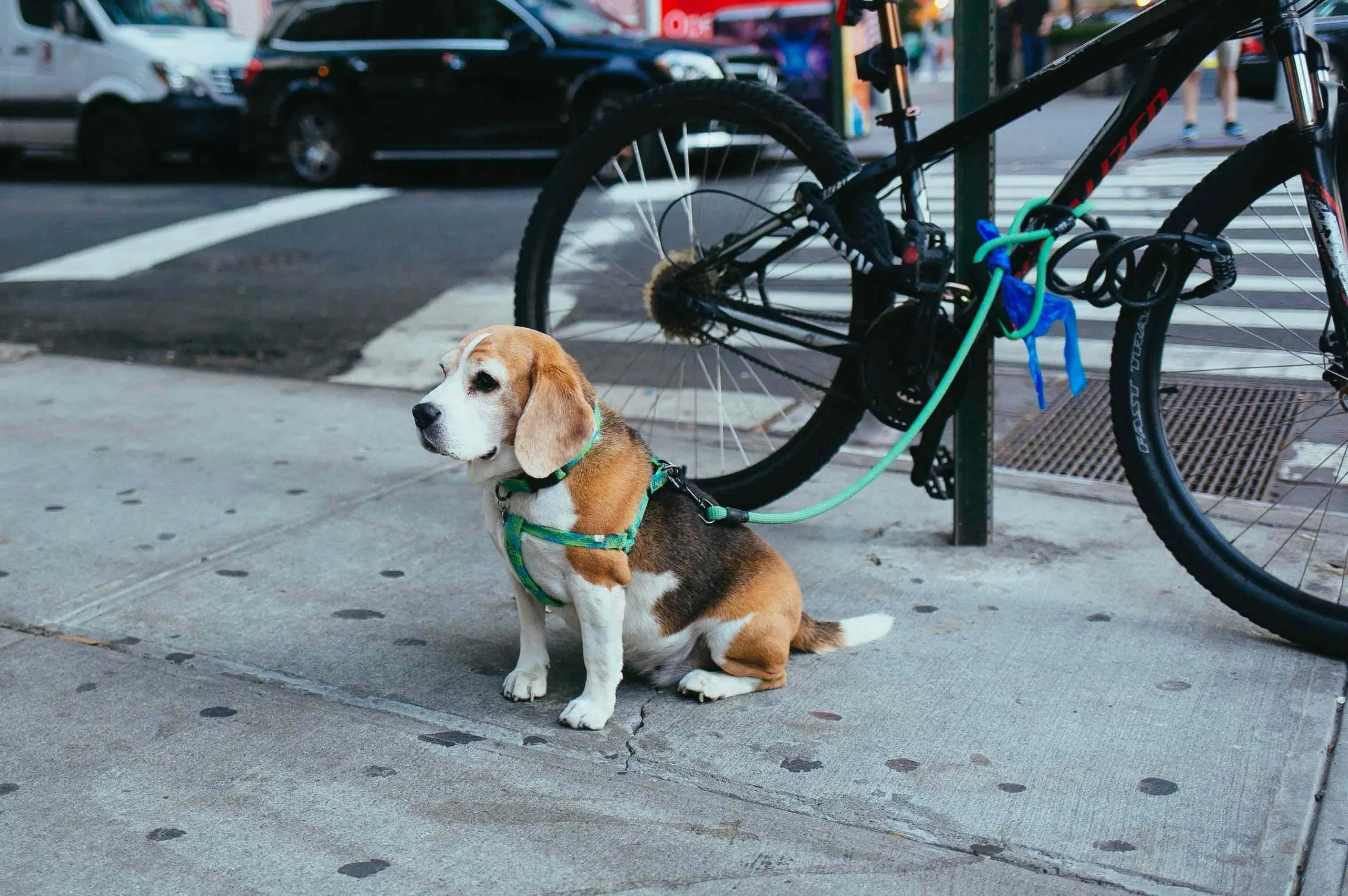 Ropa para perros beagle: estilo y comodidad para tu mascota - Cuántos años puede vivir un perro beagle ropa para perros beagle - Cuántos años puede vivir un perro beagle