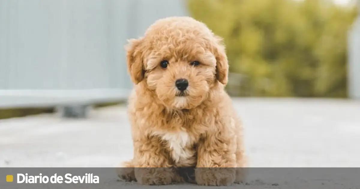 Ropa para perros caniches: cómo cuidar su pelaje y qué accesorios utilizar - Cuántos años vive un perro caniche toy ropa para perros caniches - Cuántos años vive un perro caniche toy