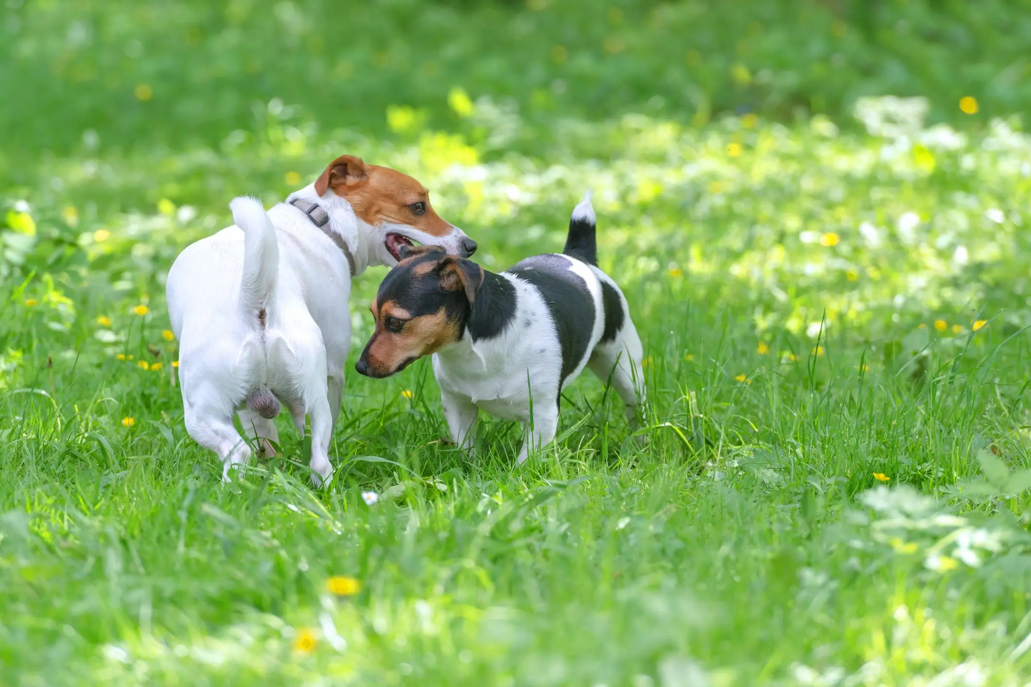 vestidos para perritas schnauzer - Cuántos días dura el celo de una perra schnauzer