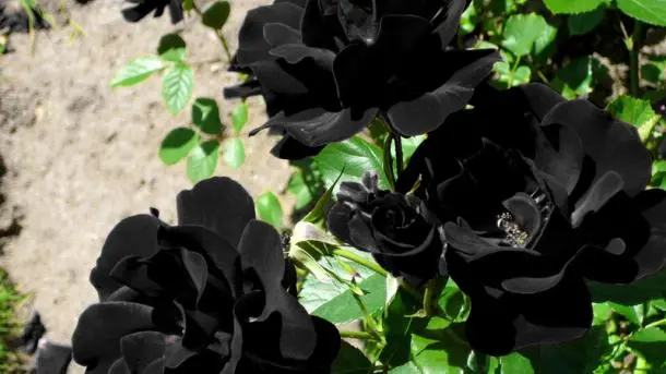 vestido blanco con flores negras - Dónde encontrar flores negras