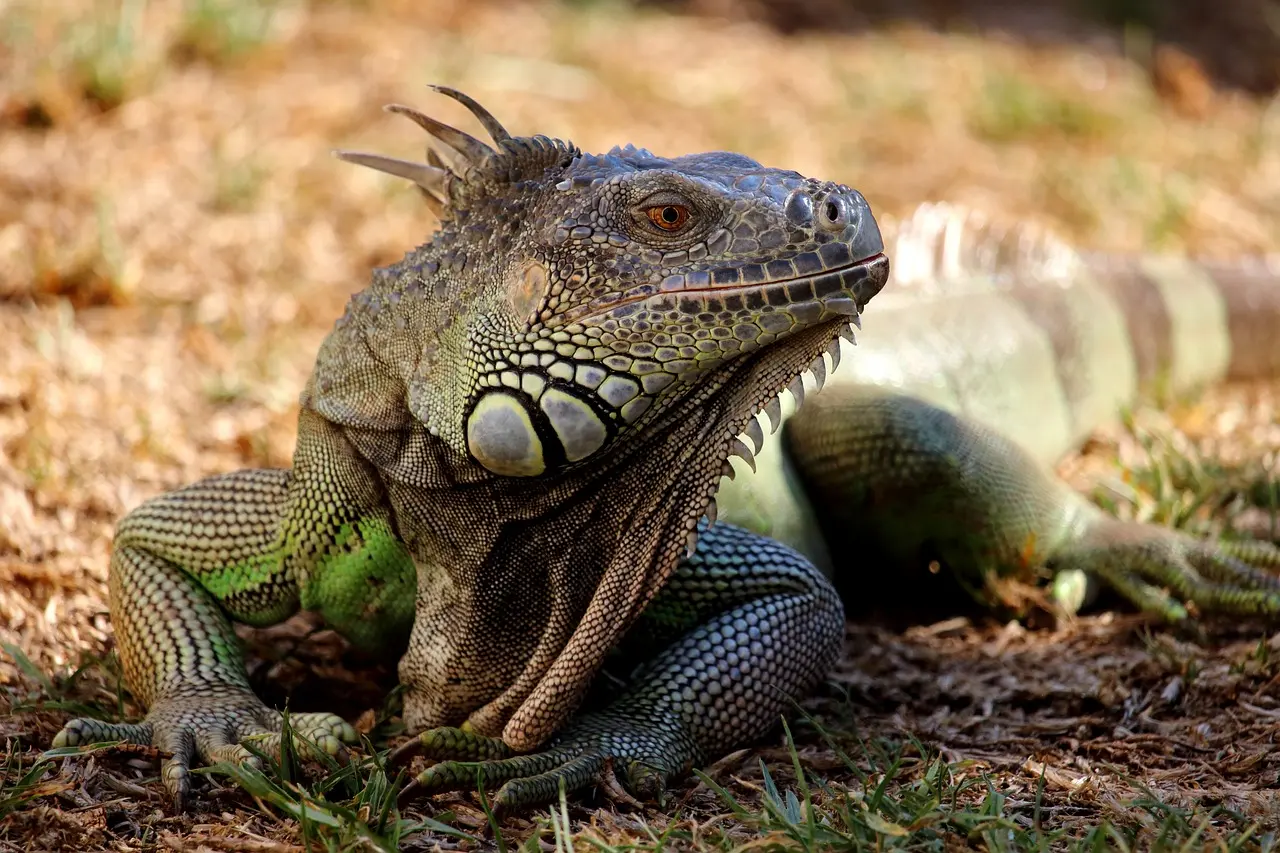 iguanas con ropa - Dónde les gusta estar a las iguanas